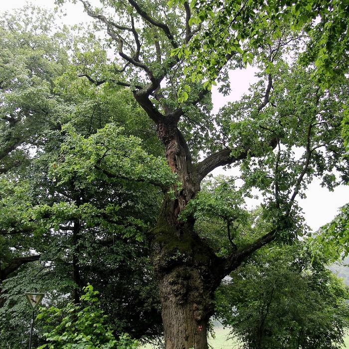 Photo de Bornes de la forêt de Mirebeau-sur-Bèze